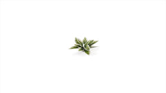 GamersGrass Laser Plants: Plantain Lily | Gauntlet Hobbies - Angola